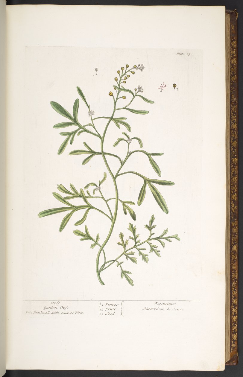 Tallrik 23, Garden Cress, från 