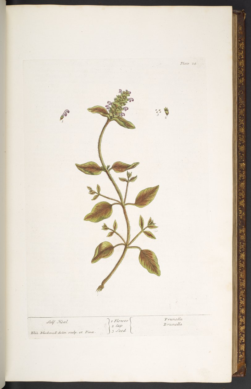 Tallrik 24, Self Heal, från 