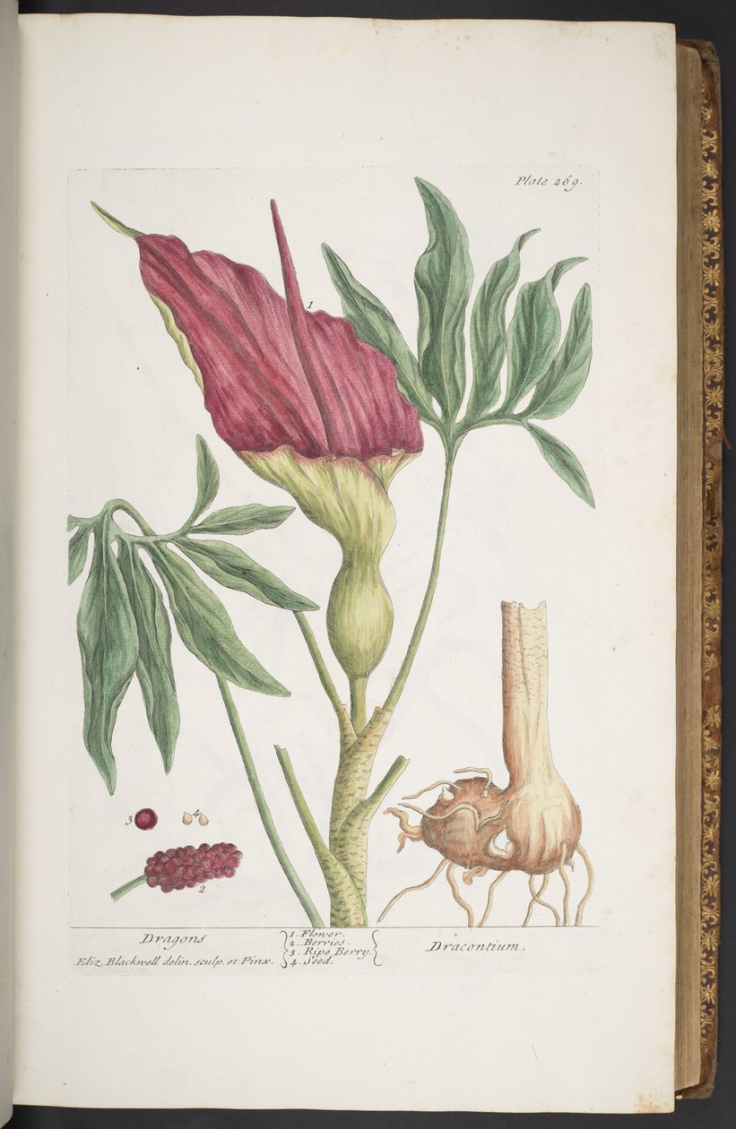 Tallrik 269, Dragons, or Dracontium, från "A Curious Herbal" av Elizabeth Blackwell