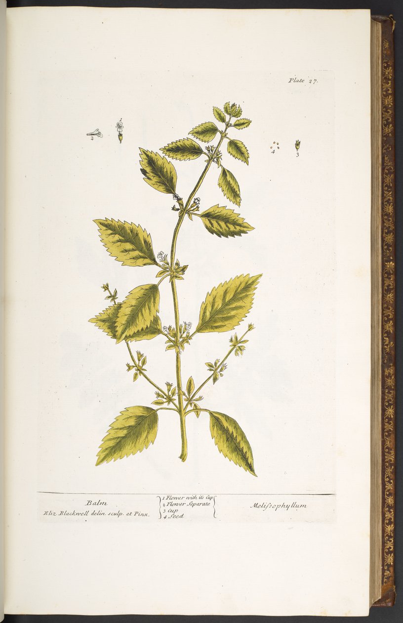 Tallrik 27, Balsam, från 