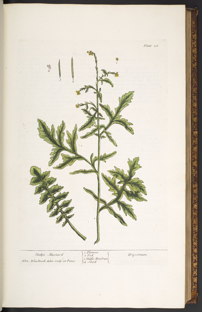 Tallrik 28, Hedge Mustard, från 