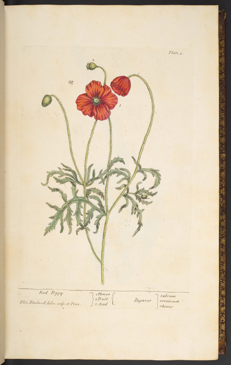 Tallrik 2, Red Poppy, från 