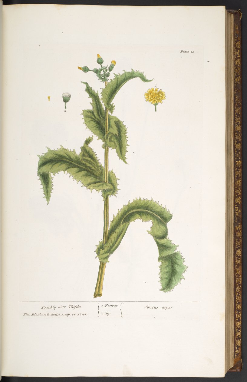 Tallrik 30, Prickly Son Thistle, från 