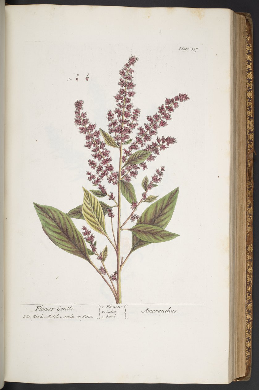 Tallrik 317, Flower Gentle, eller Amaranthus, från 