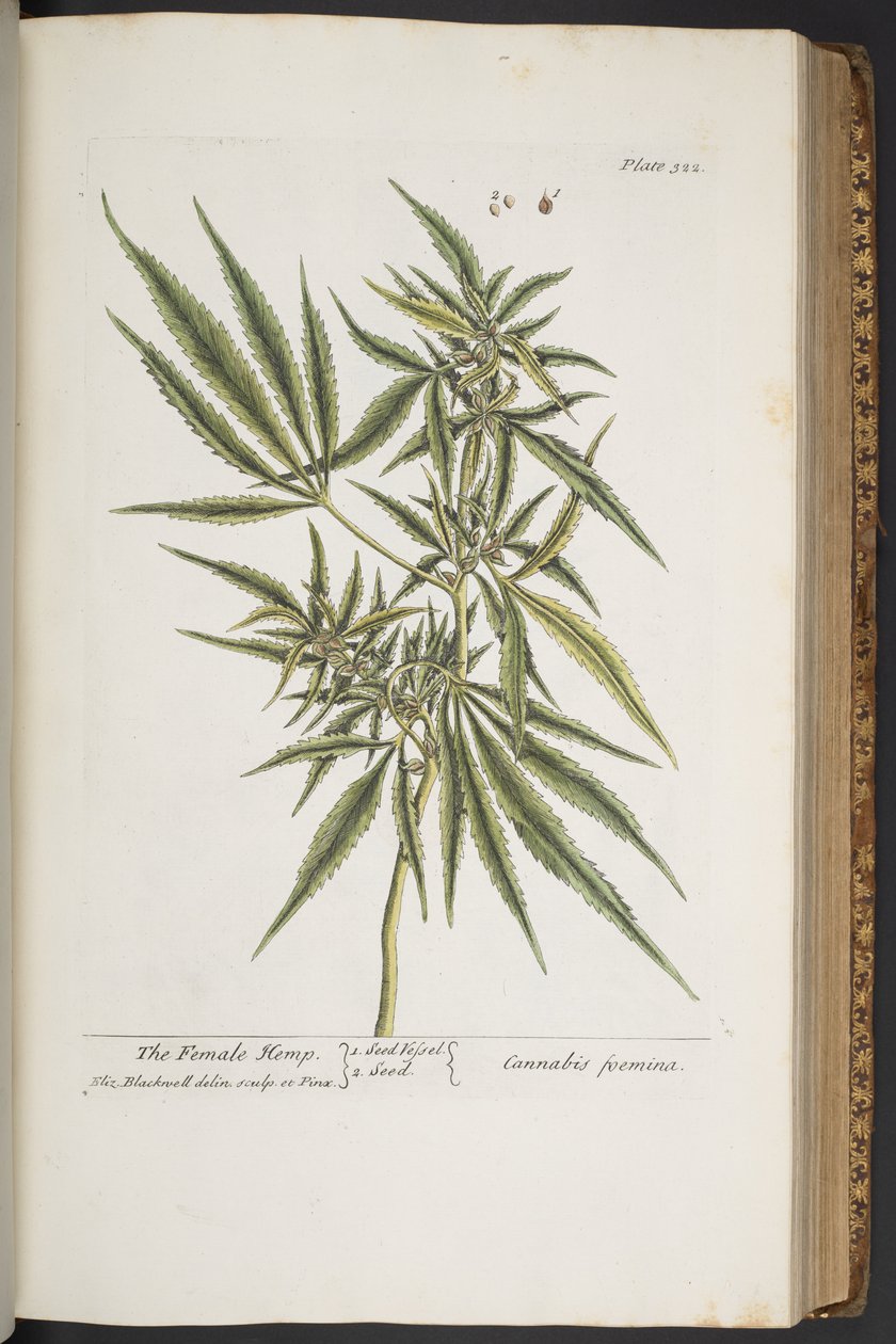 Tallrik 322, The Female Hemp, från 