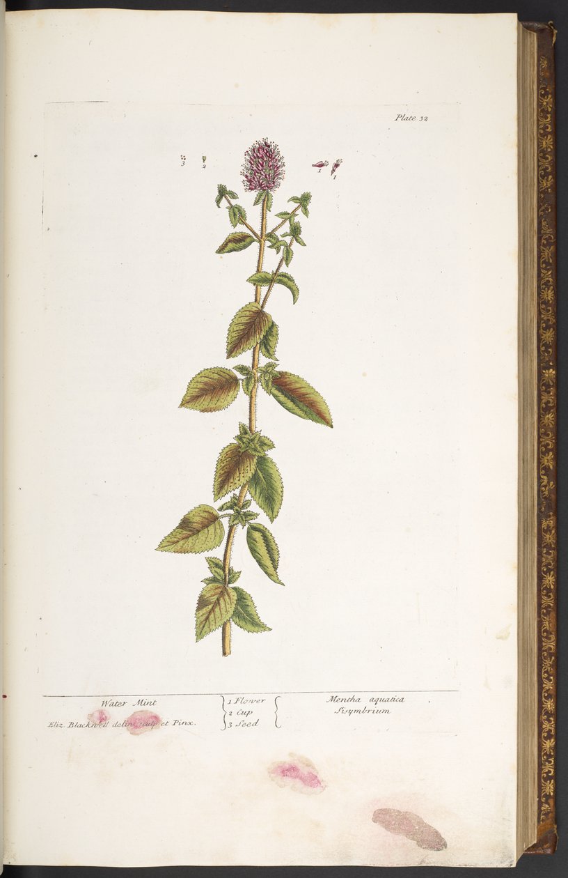 Tallrik 32, Water Mint, från 