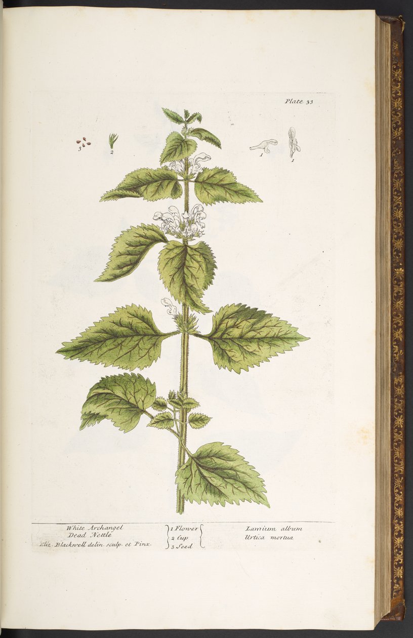 Tallrik 33, White Archangel Dead Nettle, från 