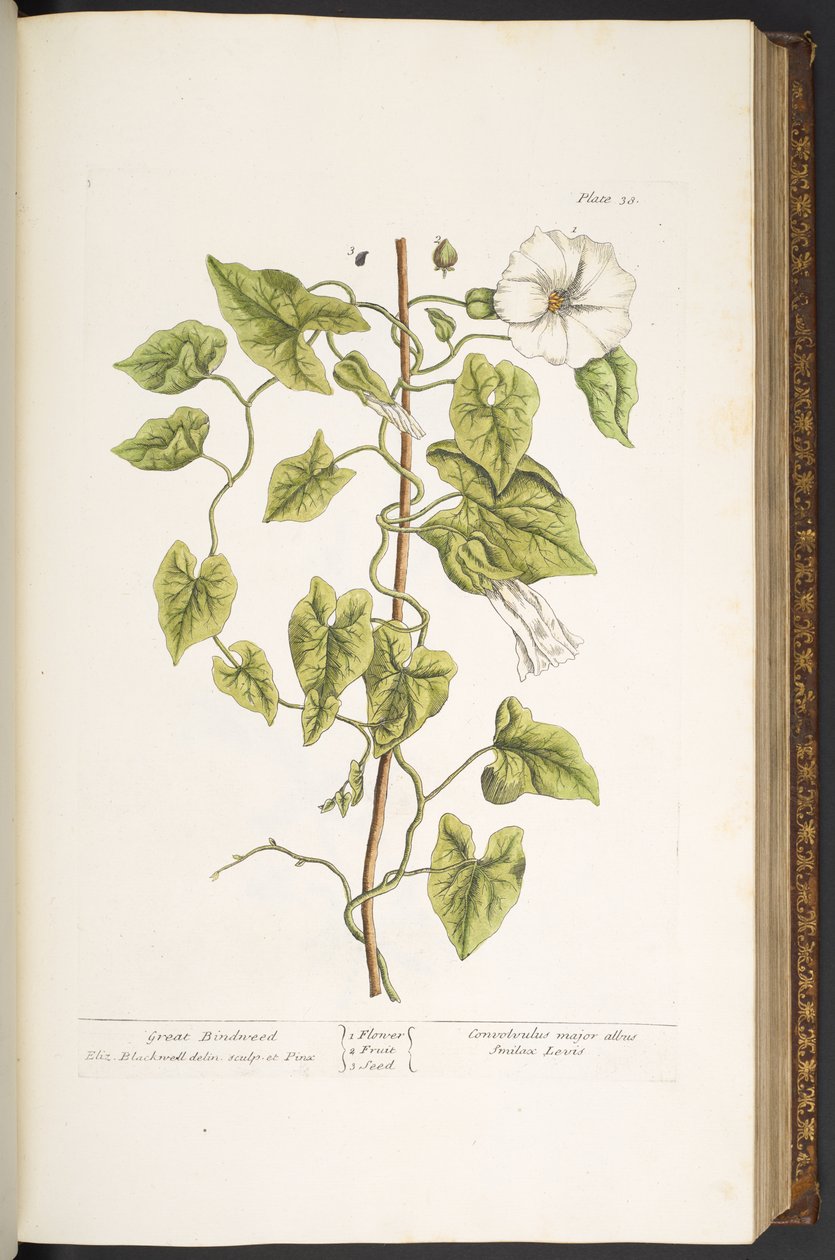 Tallrik 38, Great Bindweed, från 