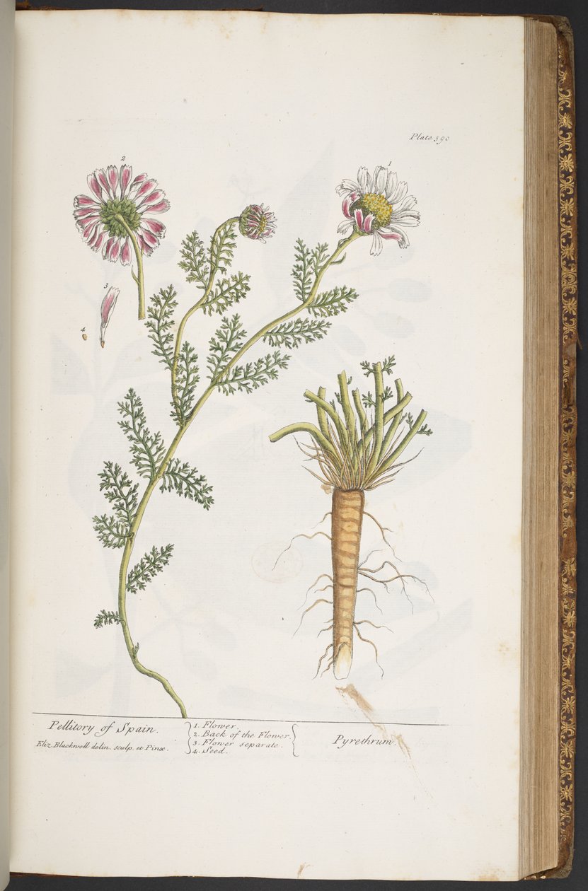 Tallrik 390, Pellitory of Spain, från 