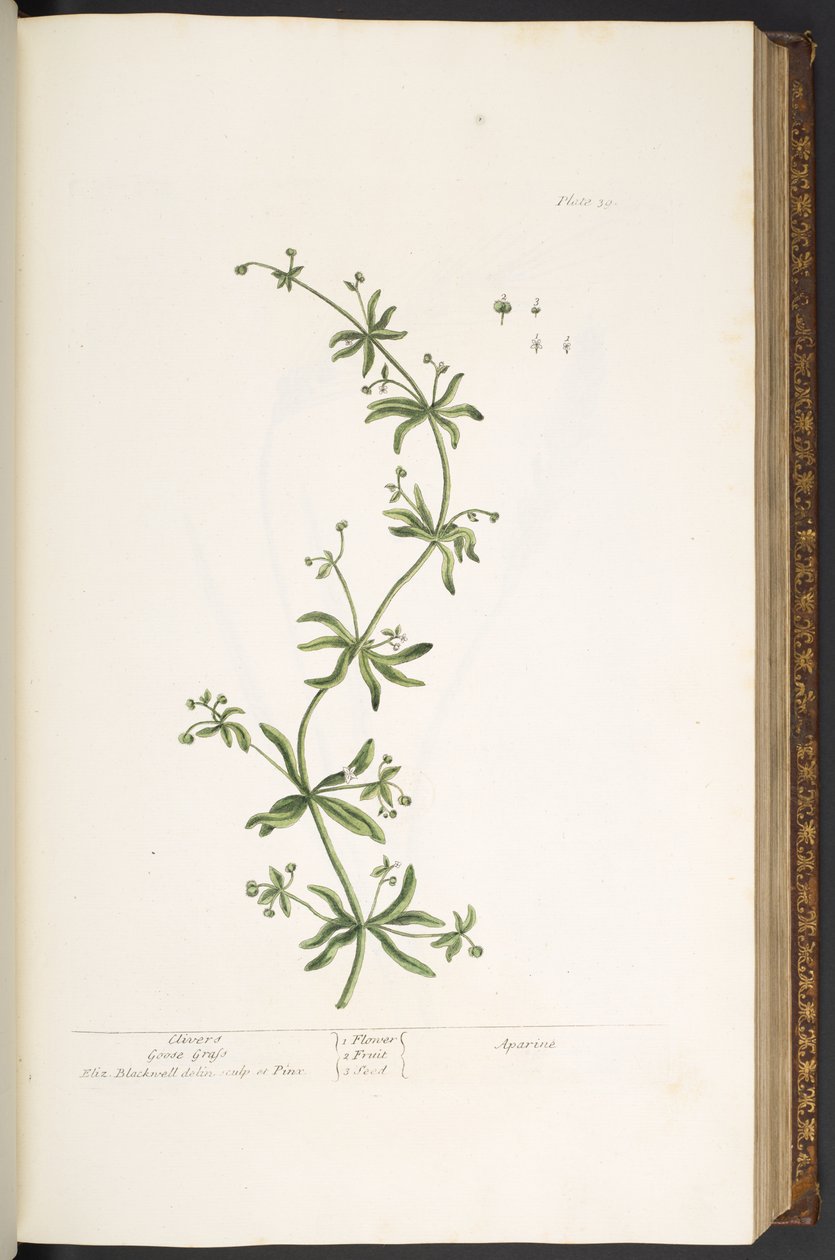 Tallrik 39, Clivers, Goose Grass, från 