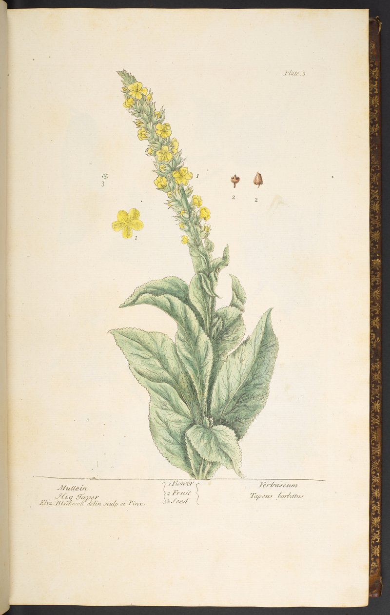 Tallrik 3, Mullein, från 
