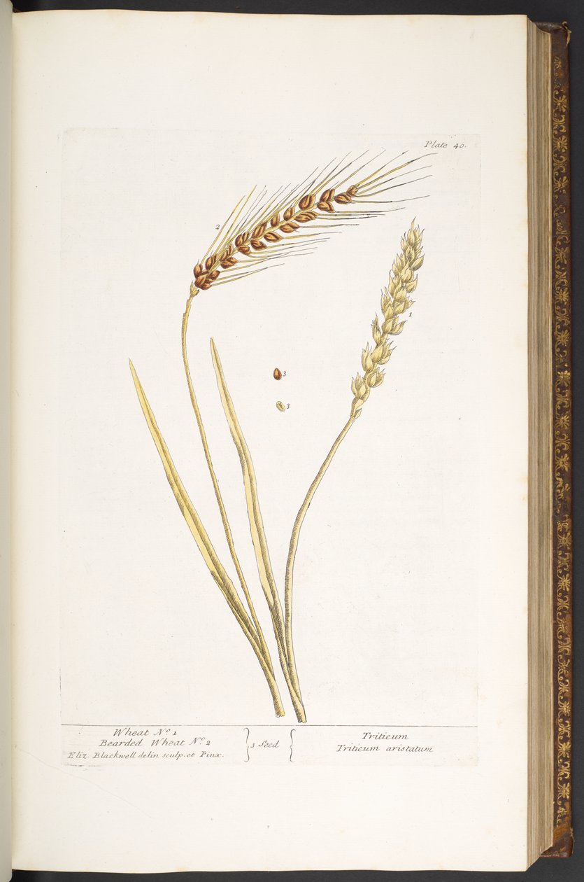 Tallrik 40, Wheat, and Bearded Wheat, från 