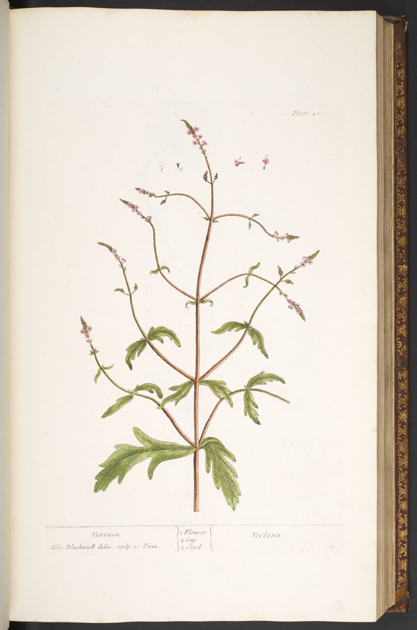 Tallrik 41, Vervain, från 