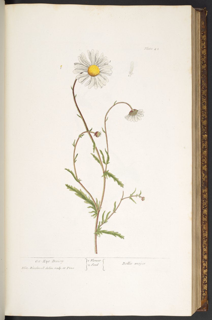 Tallrik 42, Ox-Eye Daisy, från 