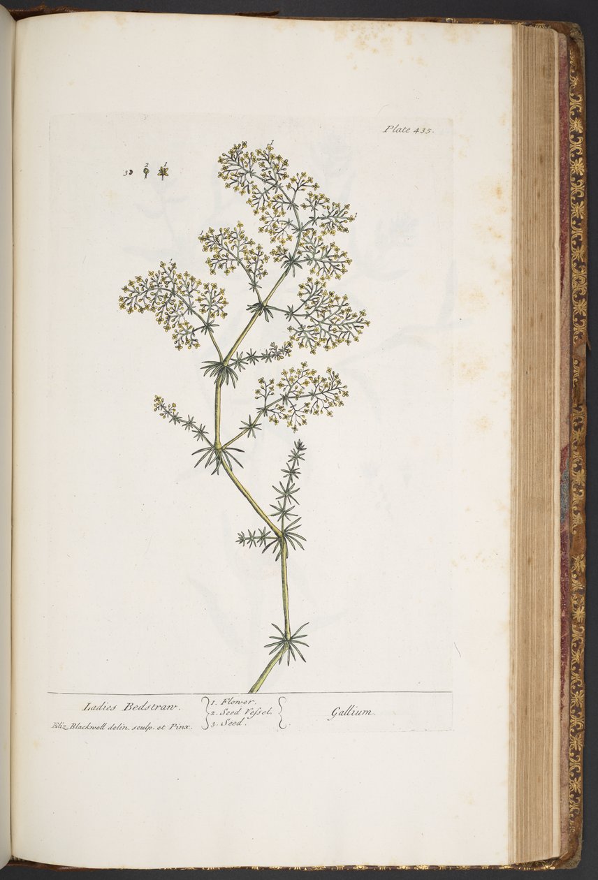 Tallrik 435, Ladies Bedstraw, från 