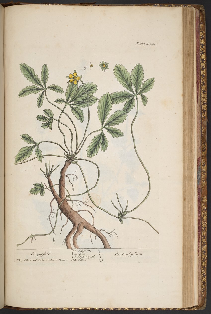 Tallrik 454, Cinquefoil, från 