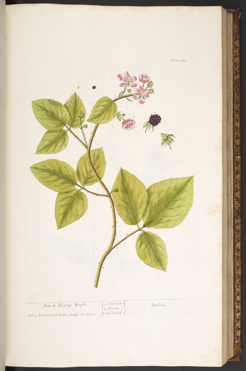 Tallrik 45, Black Berry Bush, från 