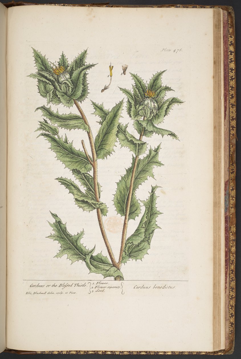 Tallrik 476, Carduus, eller den välsignade tisteln, från "A Curious Herbal" av Elizabeth Blackwell