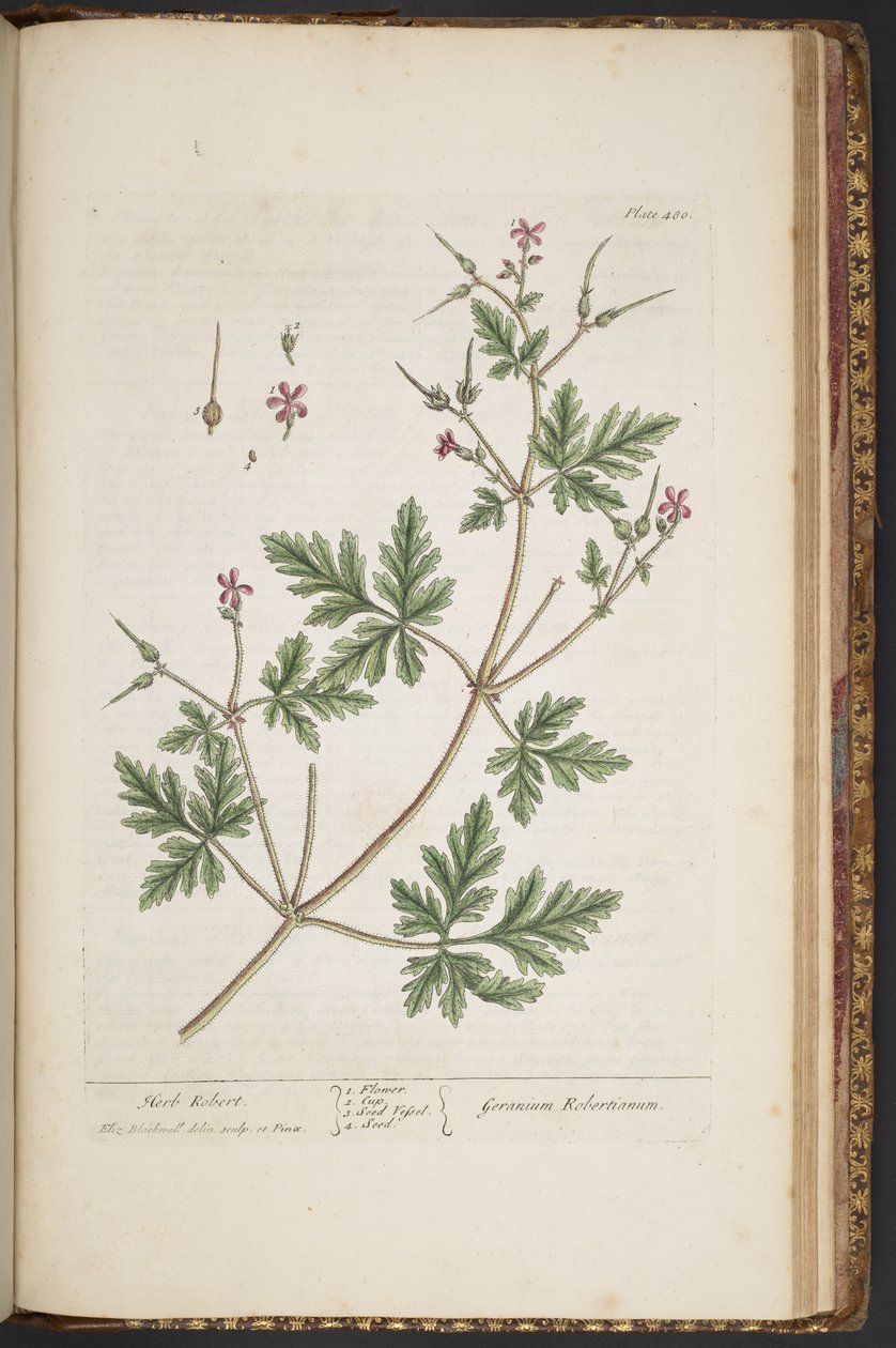 Tallrik 480, Herb Robert, från 
