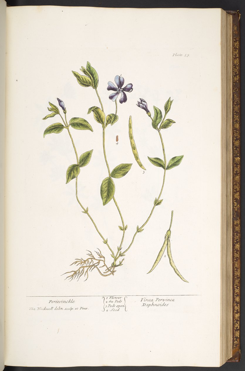 Tallrik 59, Periwinkle, från 