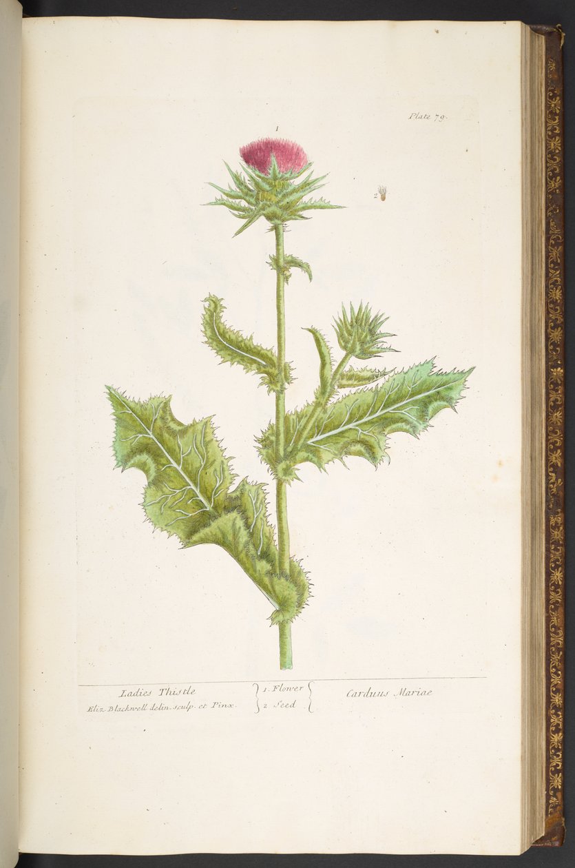 Tallrik 79, Ladies Thistle, från 