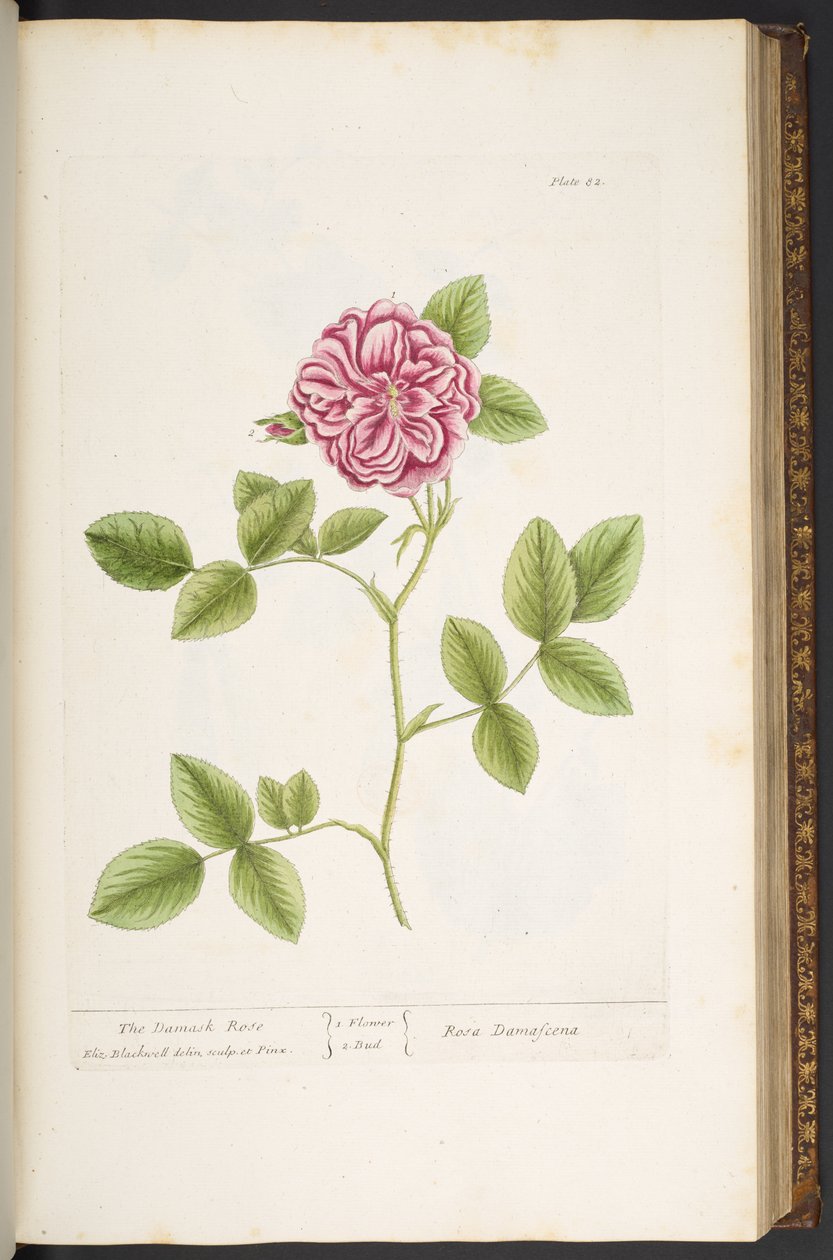 Tallrik 82, Damask Rose, från 