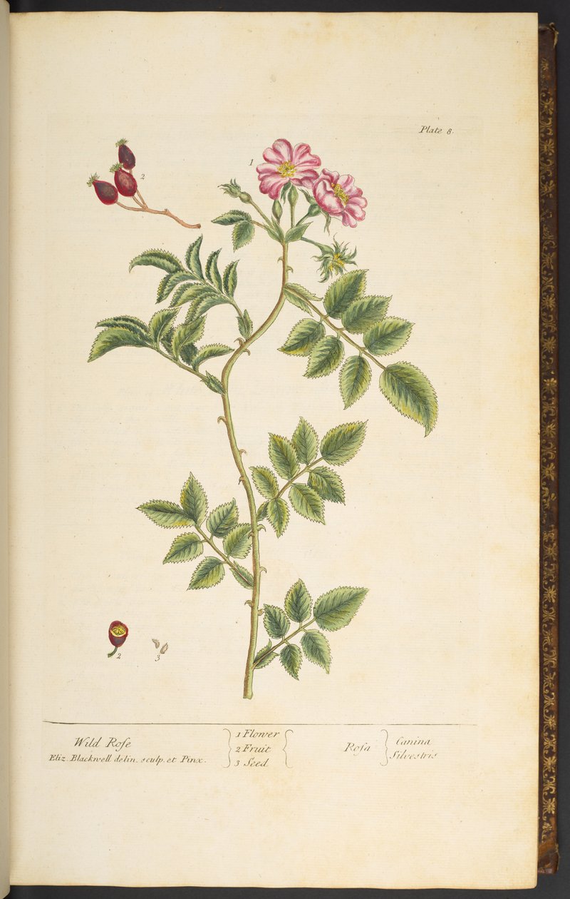 Tallrik 8, Wild Rose, från 