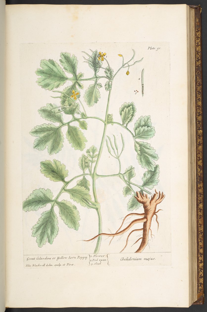 Tallrik 91, Great Celandine, eller Yellow Horn Poppy, från "A Curious Herbal" av Elizabeth Blackwell