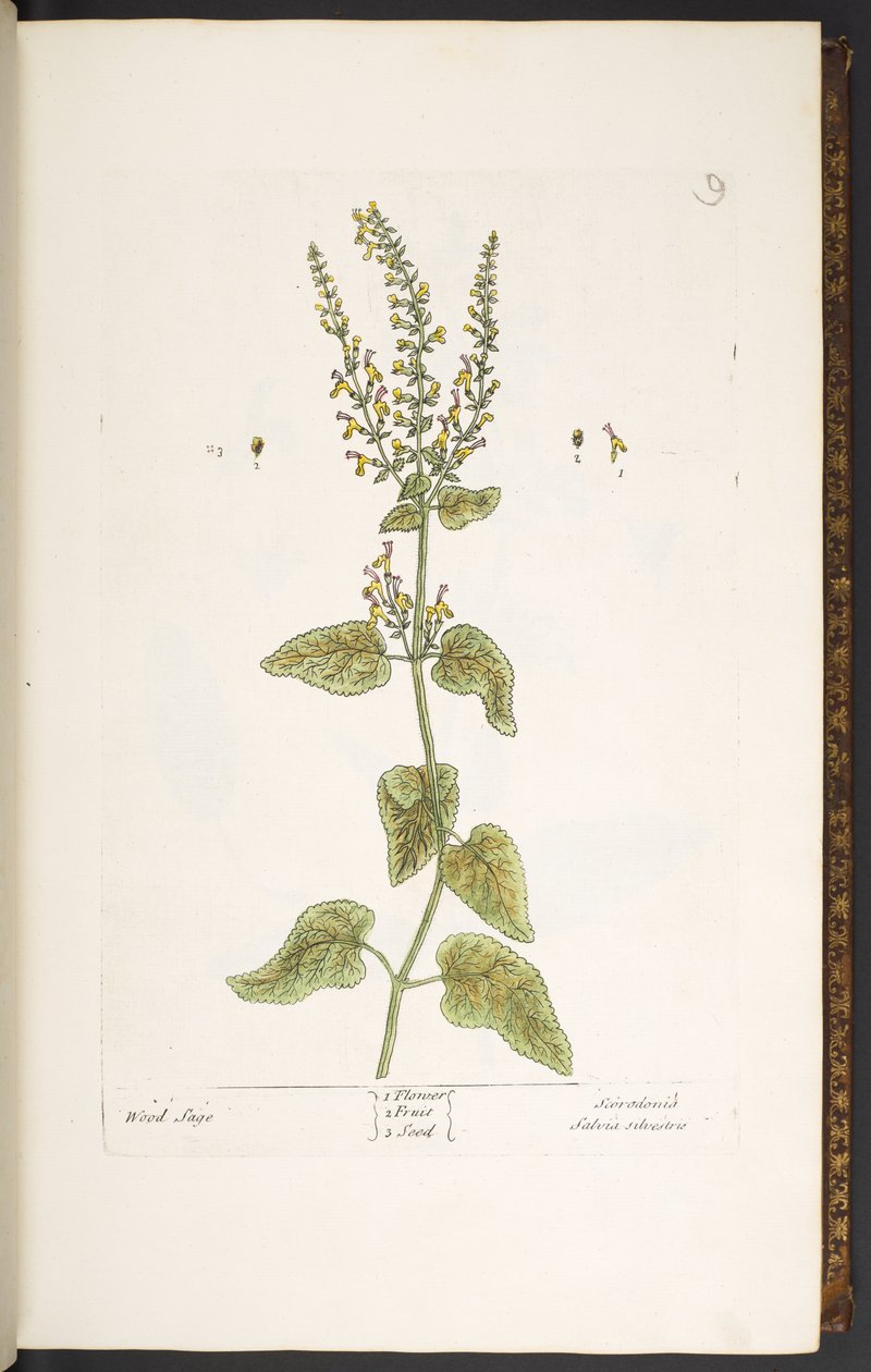 Tallrik 9, Wood Sage, från 