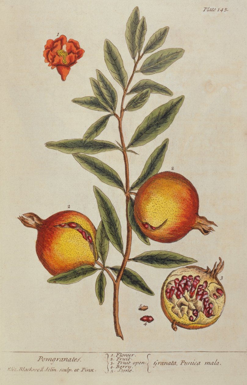 Punica granatum, från A Curious Herbal, 1782 av Elizabeth Blackwell