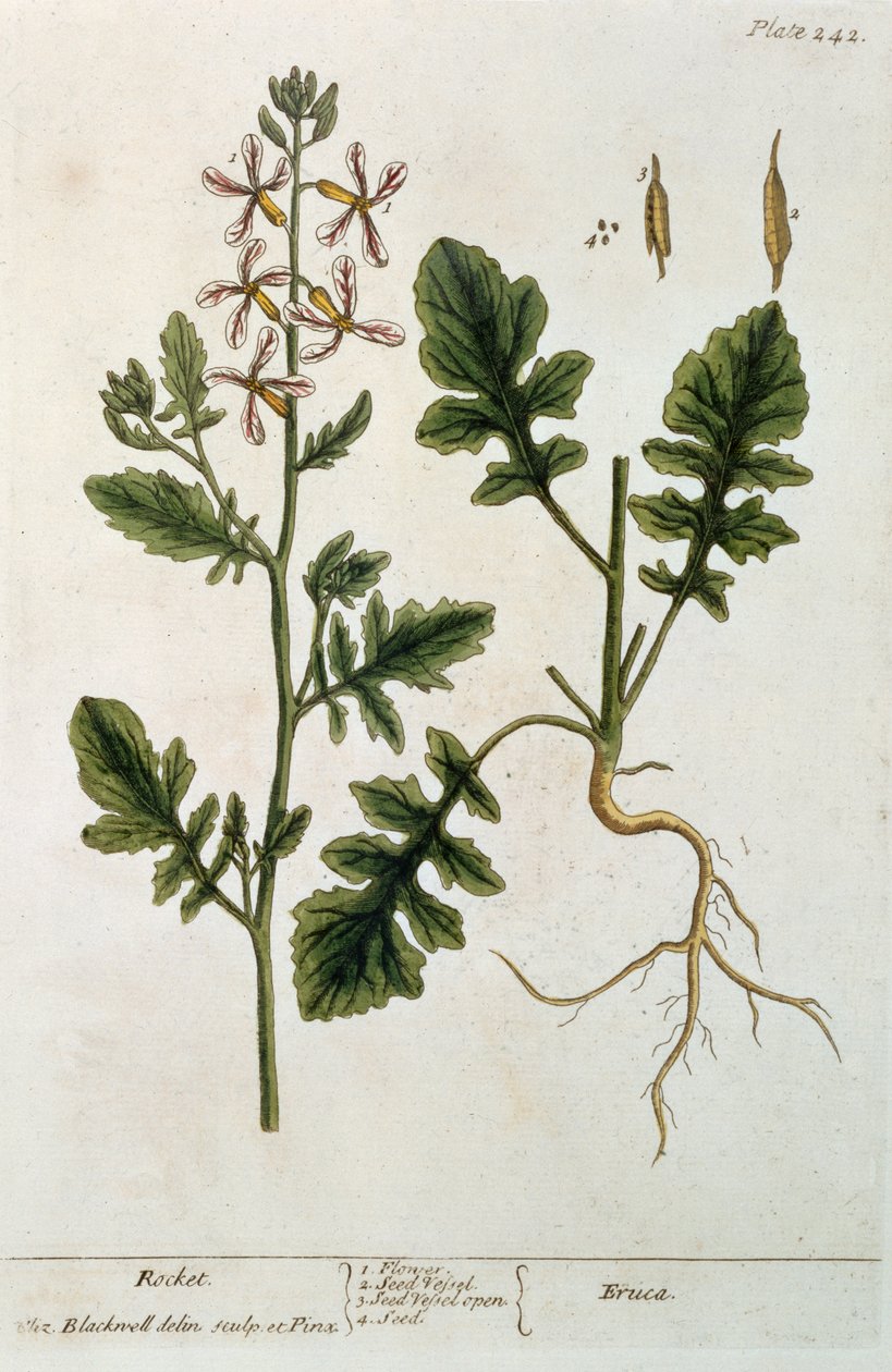 Rocket, platta 242 från "A Curious Herbal", publicerad 1782 (färggravyr). av Elizabeth Blackwell