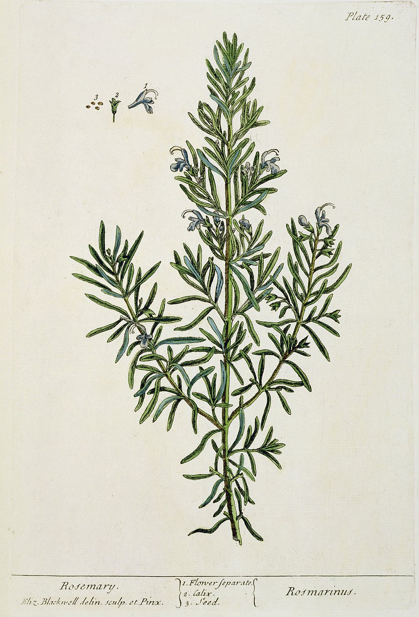 Rosmarinus Officinalis, från "A Curious Herbal", 1782 (färggravyr). av Elizabeth Blackwell