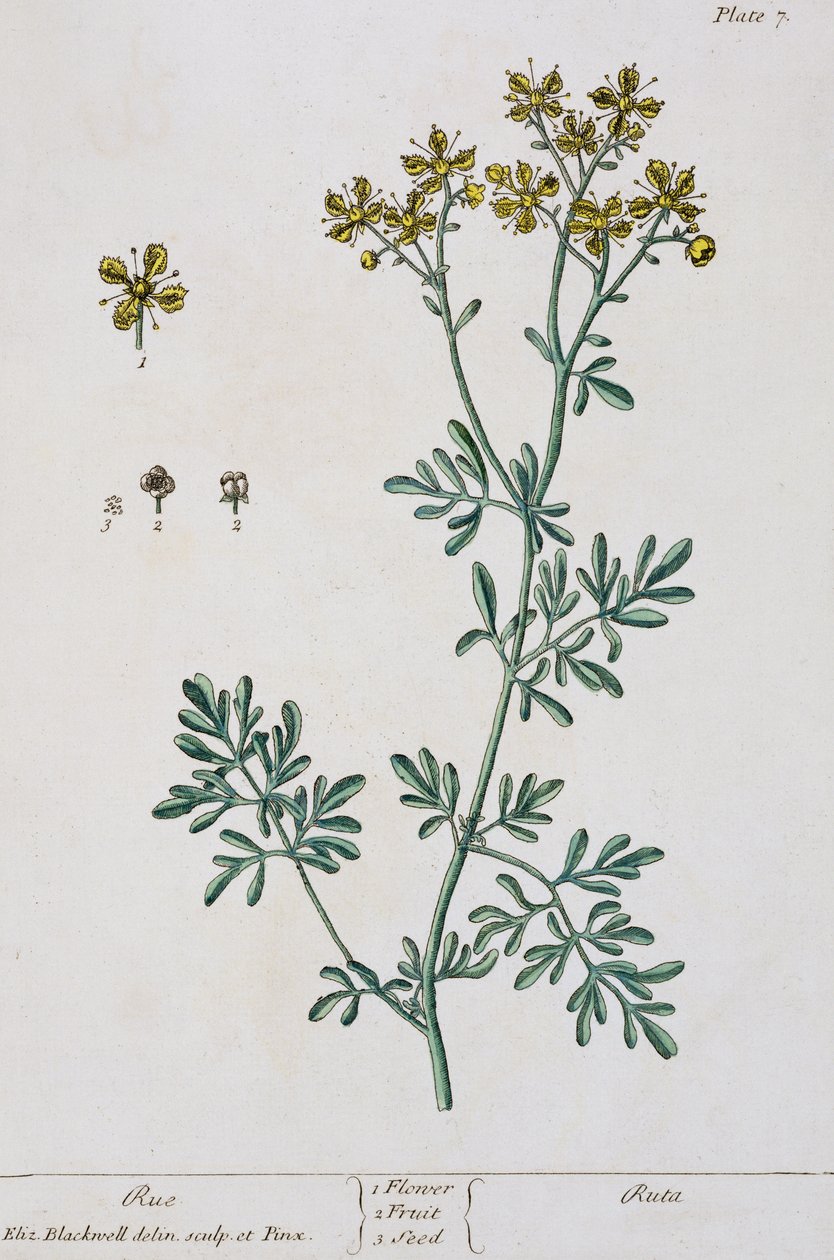 Rue, plansch 7 från "A Curious Herbal", publicerad 1782 (färggravyr). av Elizabeth Blackwell