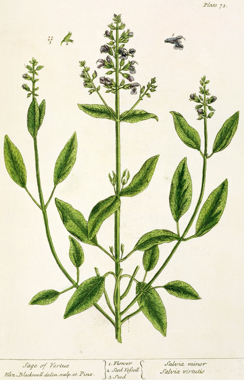 Salviam från "A Curious Herbal", 1782 (färggravyr) av Elizabeth Blackwell