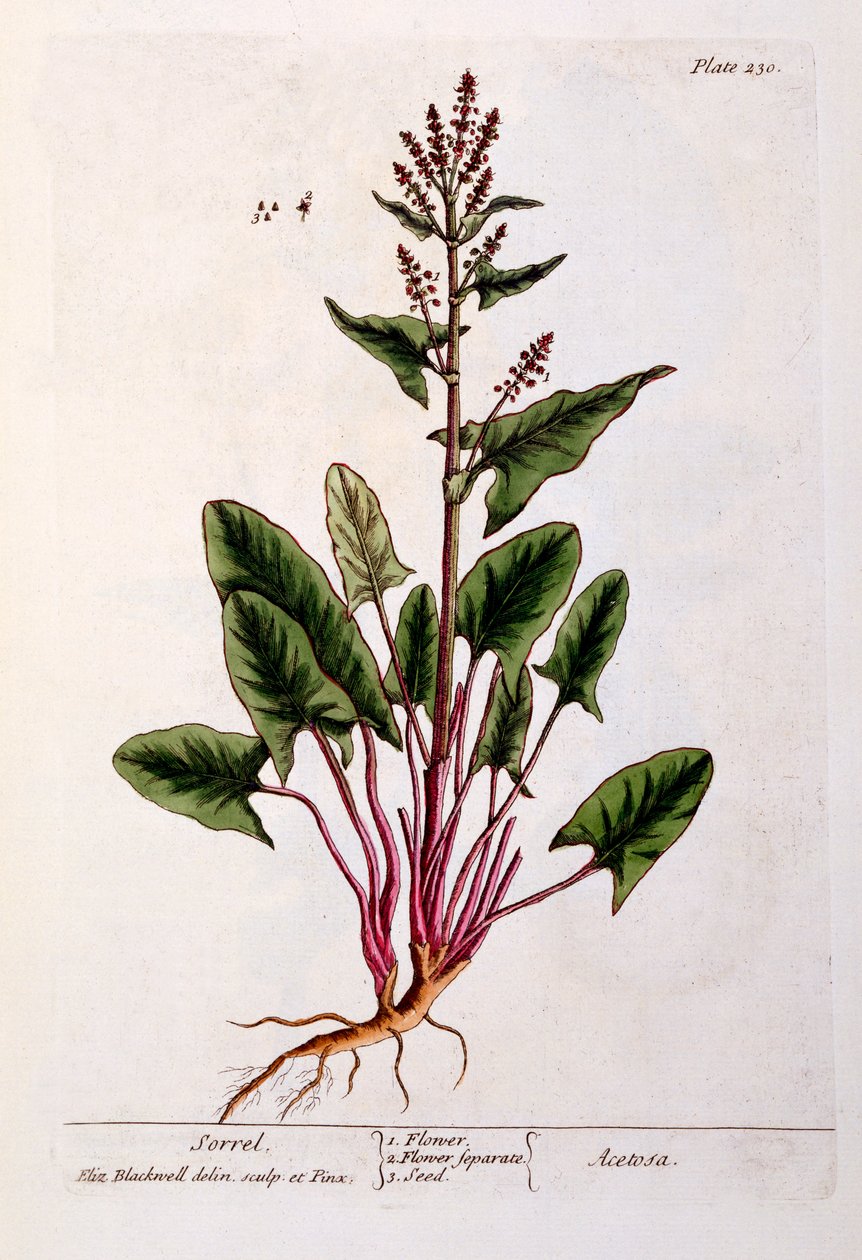 Sorrel, tallrik 230 från 