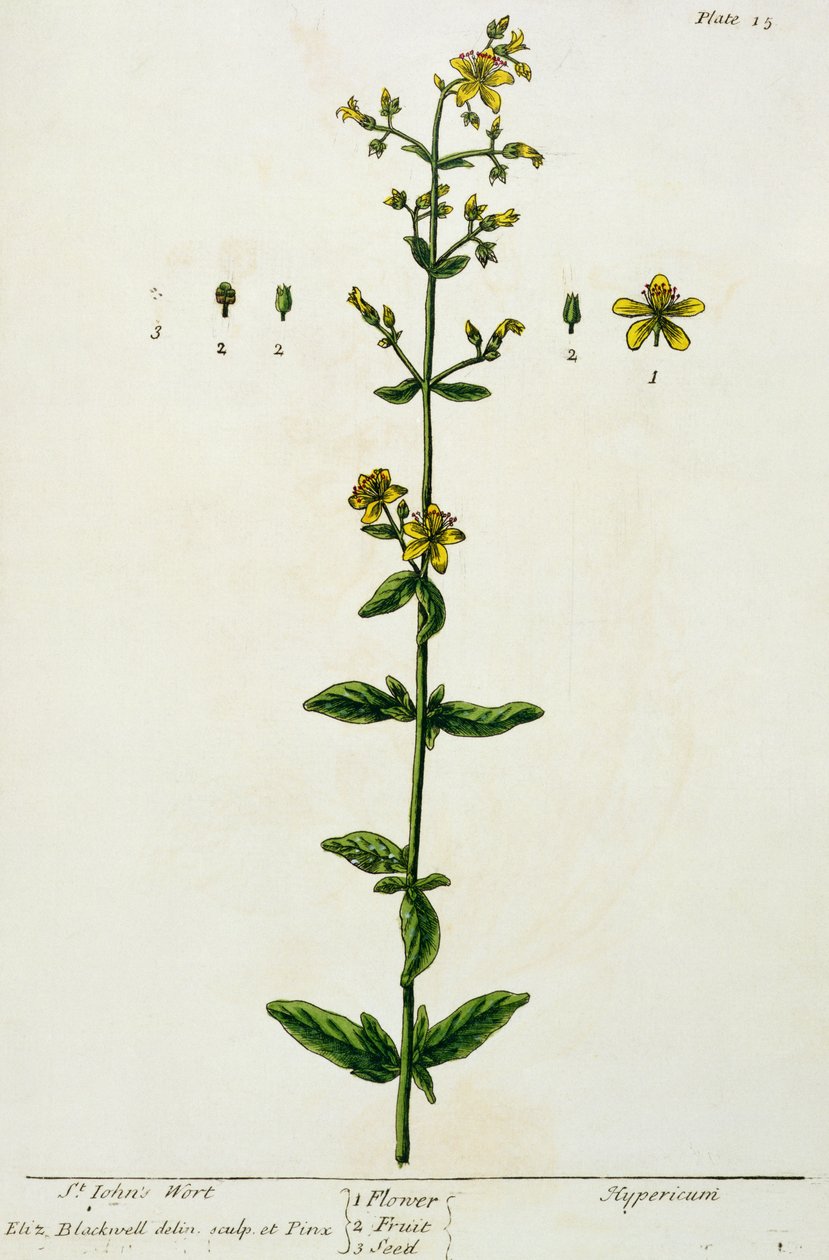Johannesört, tallrik 15 från 