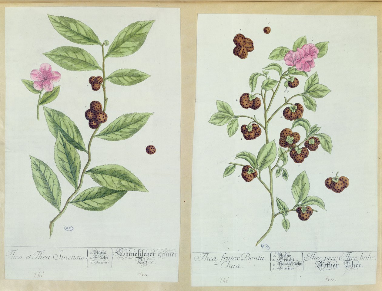Tea and China Tea, platta från "Herbarium Blackwellianum" som publicerades 1757 i Nürnberg, Tyskland (färggravyr) av Elizabeth Blackwell