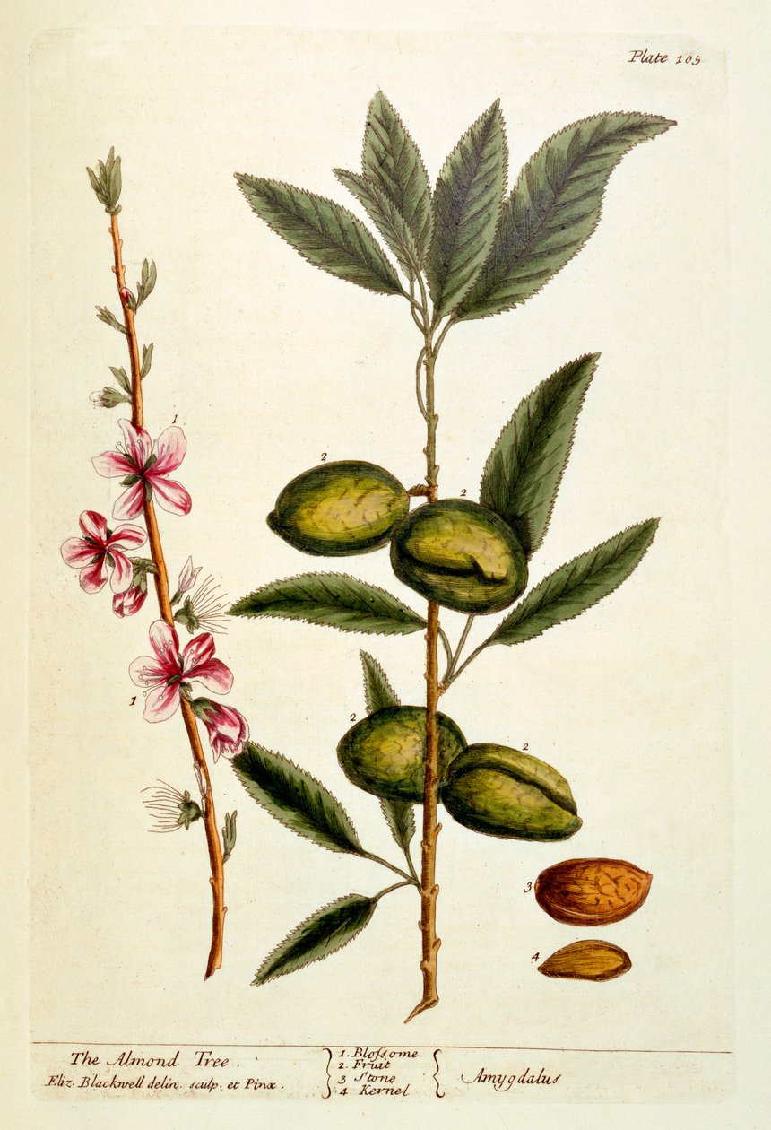 The Almond Tree, tallrik 105 från 