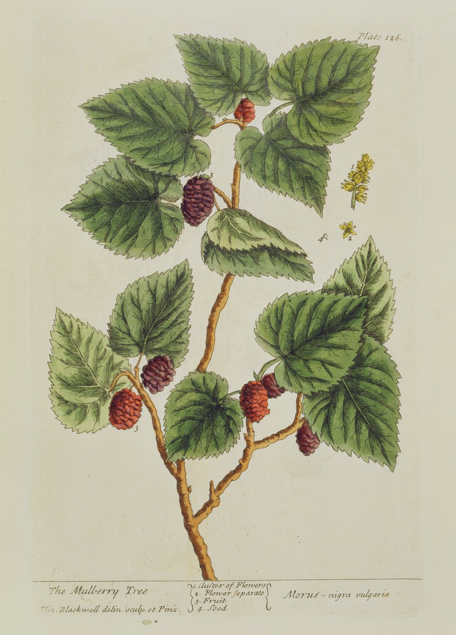 The Mulberry Tree, tallrik 126 från 