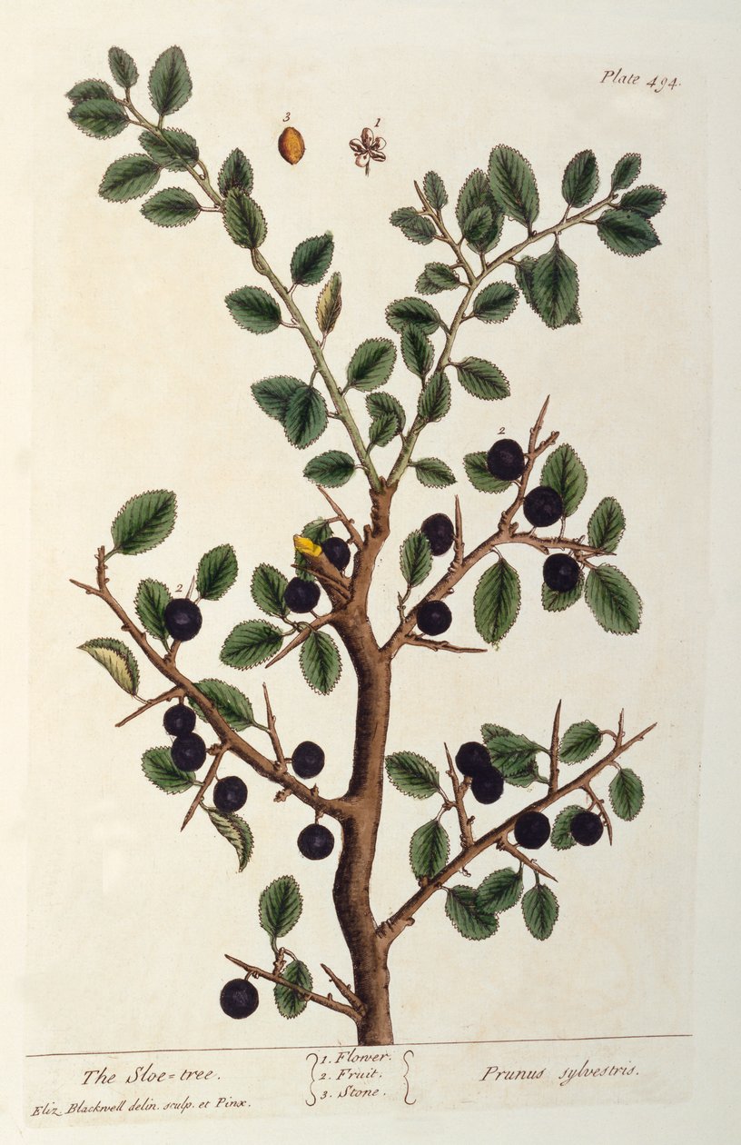 The Sloe Tree, tallrik 494 från 