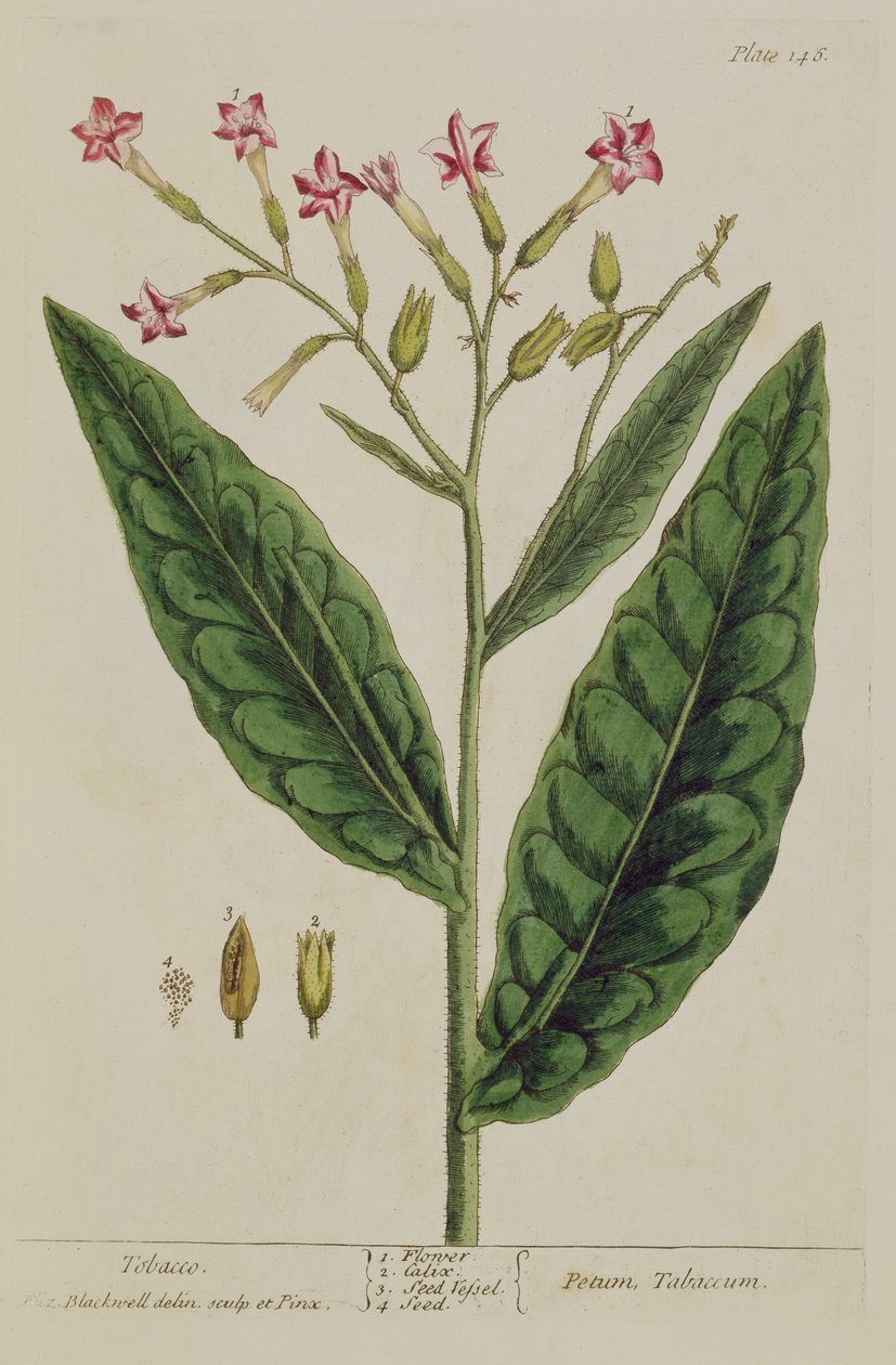 Tobak, plansch 146 från "A Curious Herbal", publicerad 1782 (färggravyr). av Elizabeth Blackwell