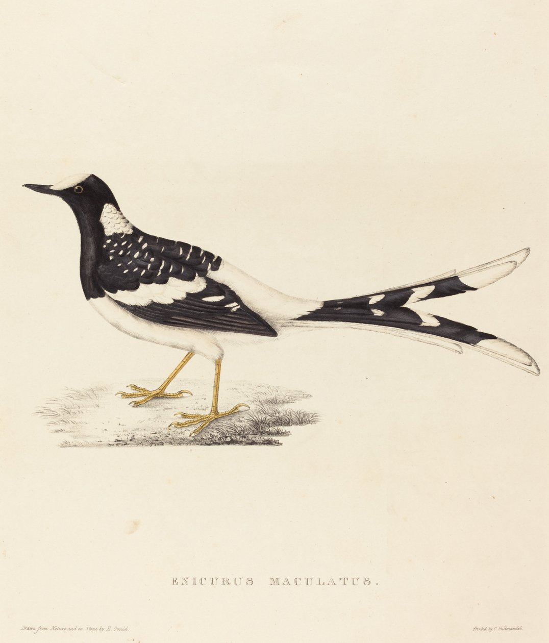 Enicurus Maculatus (fläckig gaffelsvans) av Elizabeth Gould