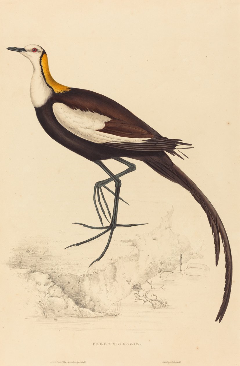 swedish av Elizabeth Gould