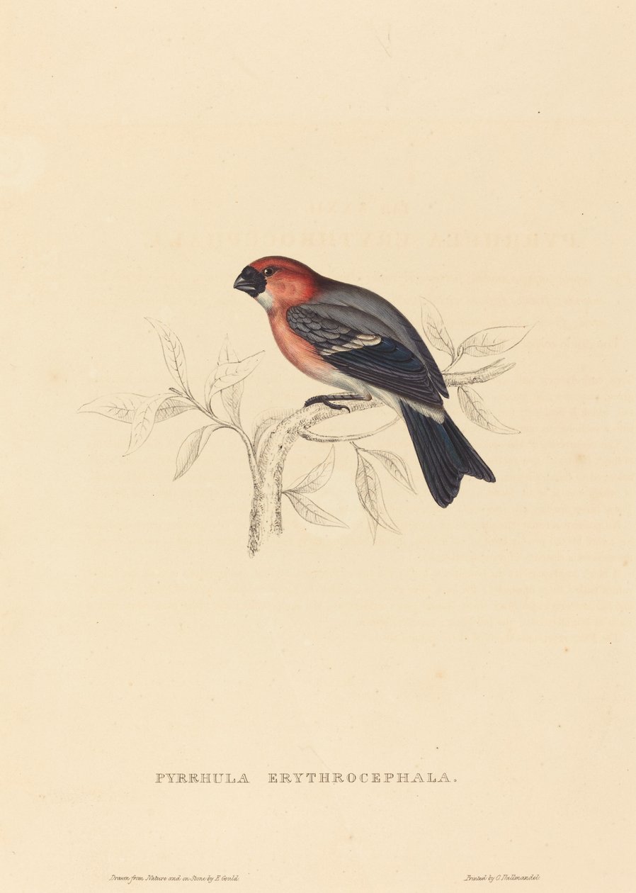 Pyrrhula Erythrocephala (rödhårig domherre) av Elizabeth Gould