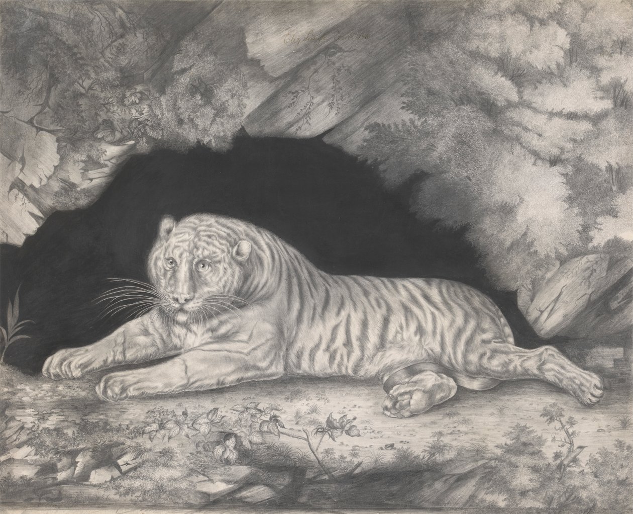 En tiger som ligger i ingången till en grotta av Elizabeth Pringle