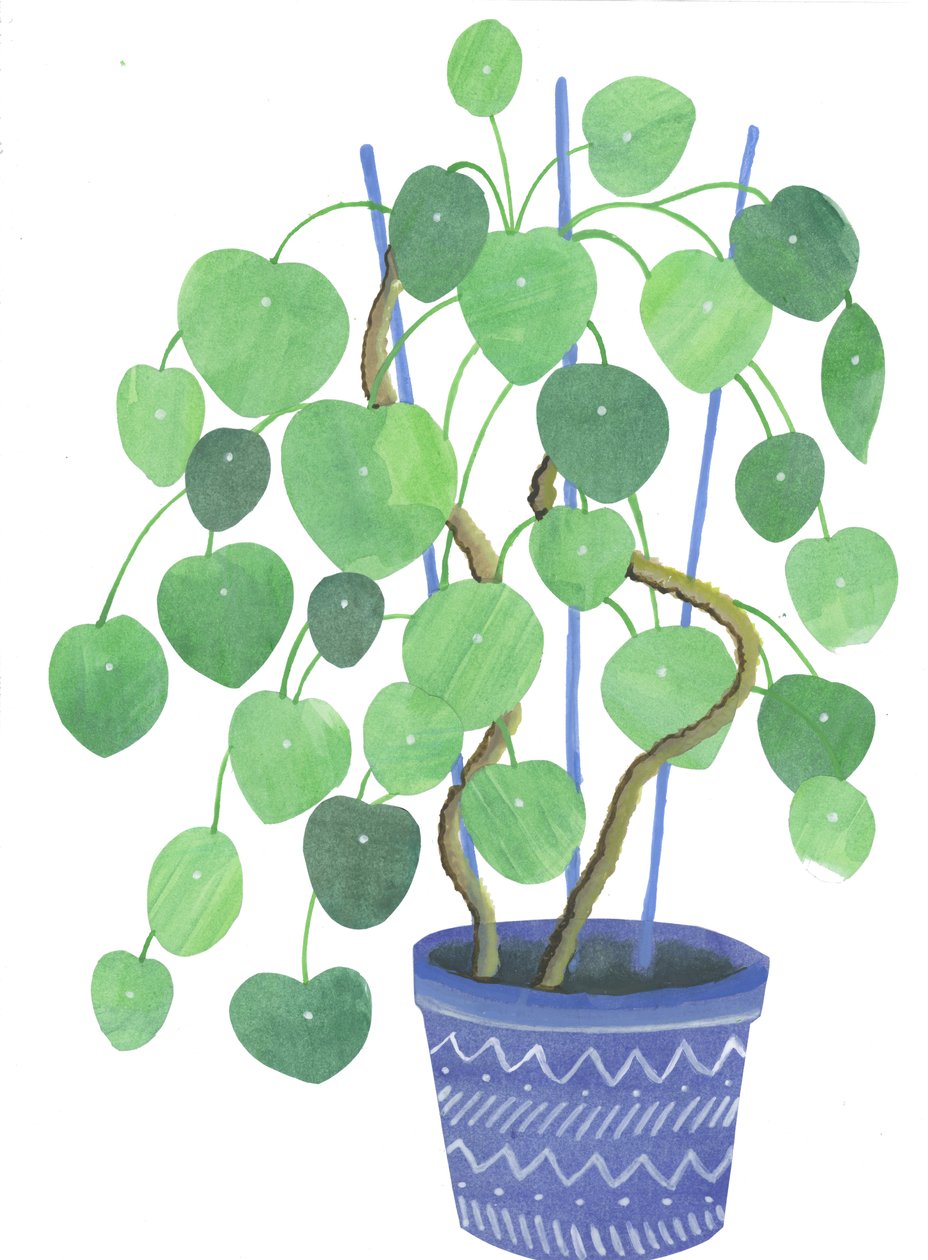 Pilea växt, 2017 (akvarell och collage) av Elizabeth Rider