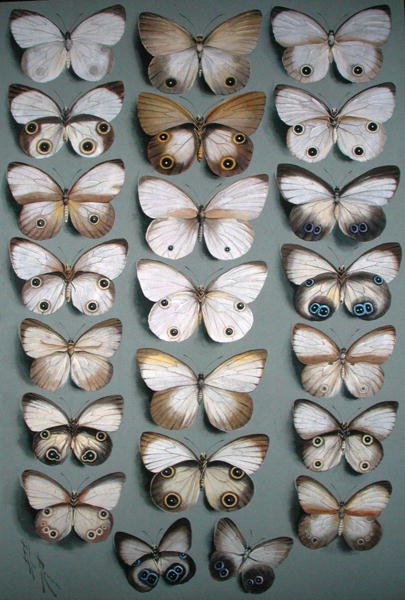 Twenty-Two Butterflies (akvarell på papper) av Ellis Rowan