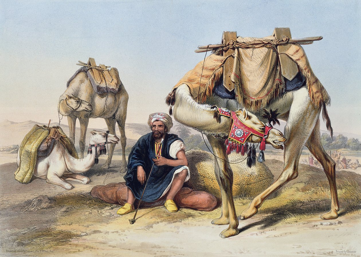 Kameler som vilar i Sherkiyeh, landet Goshen, illustration från "Nildalen", graverad av Lehnert, pub. av Lemercier, 1848 av Emile Prisse d