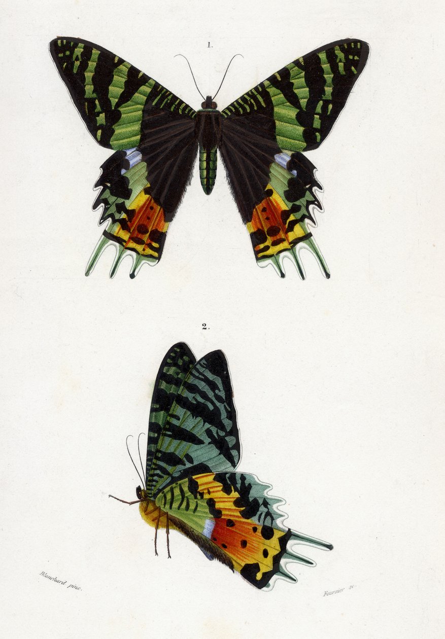 Urania Riphaeus, 1869 (handfärgad gravyr) av Emile Theophile Blanchard
