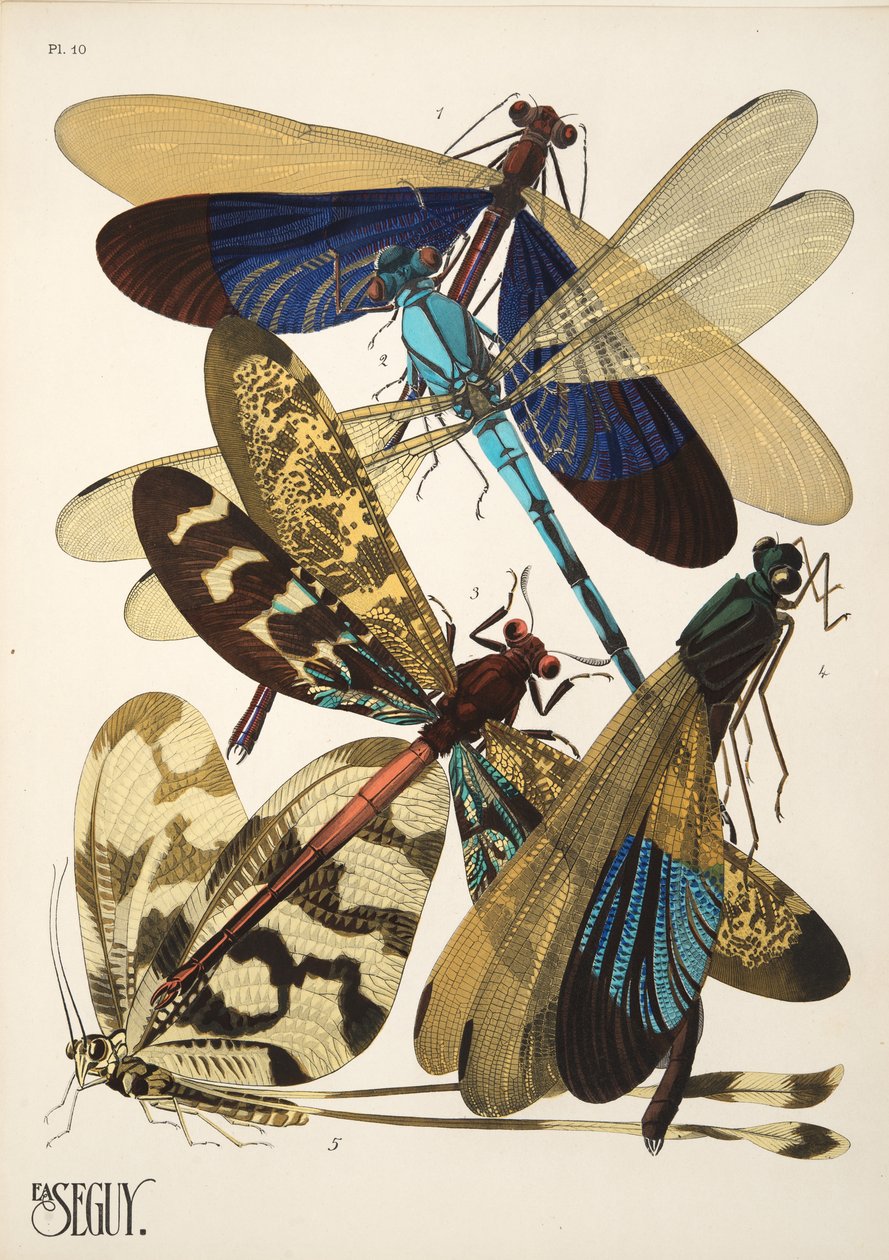 Tallrik 10 från Insectes, pub. 1930-tal (pochoirtryck) av Émile Allain Séguy